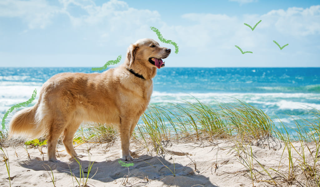 playas españolas donde admiten perros