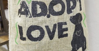 adoptar mascota