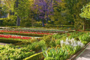 lacooop-jardin-botanico-de-cobeña-especies