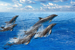mazarron-delfines
