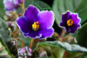 cuidado-de-plantas-violeta-africana